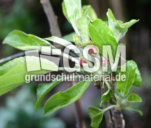 Apfelbaumblüte-1.jpg